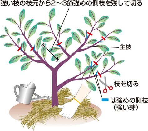 植物栽培方法|家庭菜園 野菜栽培マニュアル ｜ 調べる ｜ タキイ種苗株式会